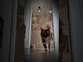 Sydney a gatinha mais esperta que você vai ver hoje #shorts #curiosidades