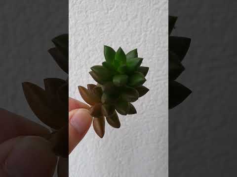 Video: Sedeveria 'Jet Beads' Care: consejos para cultivar plantas suculentas Jet Beads