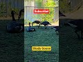Shady Goose