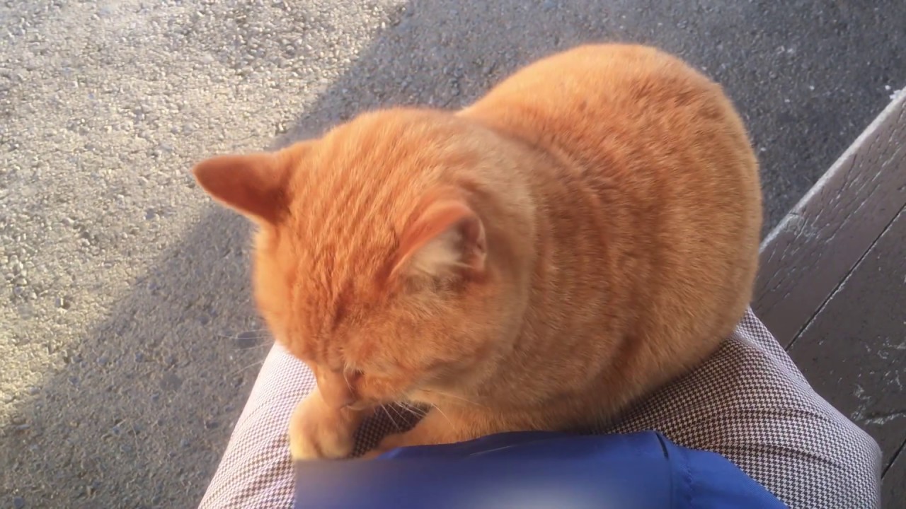 人懐っこいかわいい猫ちゃん（*^^*）その2（Friendly cute cat)NO2 - YouTube