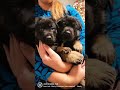 German Shepherd babies/ЩЕНКИ НЕМЕЦКОЙ ОВЧАРКИ/GERMAN SHEPHERD PUPPIES