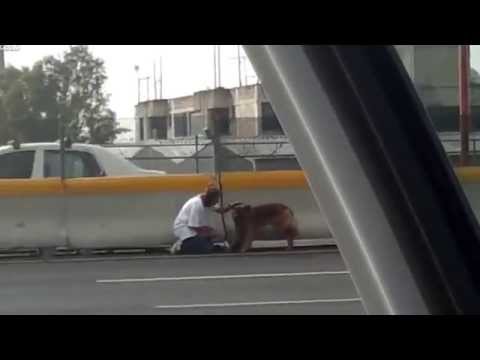 Woman rescues dog on highway