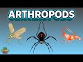 The Arthropods Complex Animals Insects for Kids