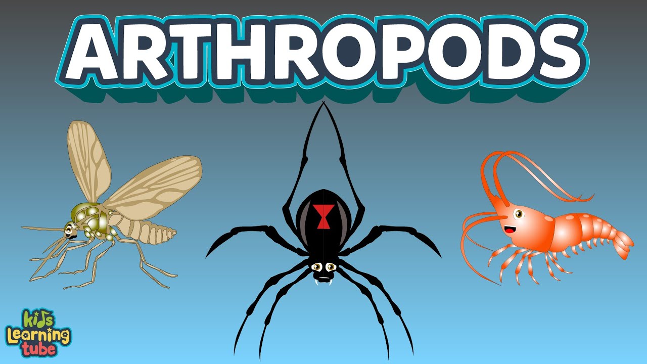 The Arthropods Complex Animals Insects For Kids Youtube The Arthropods Complex Animals Insects For Kids Youtube
