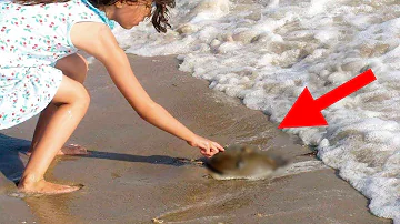 Wann werden Quallen an den Strand gespült?