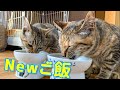 【保護猫】新しいご飯を全力でカリカリする猫たち【ロイヤルカナン キトン】