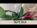 Женское счастье (спатифиллум) обрезка