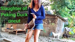 Slaughter Of Peking Duck #2 Slaughter Of Peking Duck #2