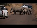 Rhino traffic jam caused by a group of rhinos