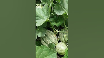 Thumbnail of Little melons have grow in the glass greenhouse #greenhouse #melon #farmer #acousticguitar #music