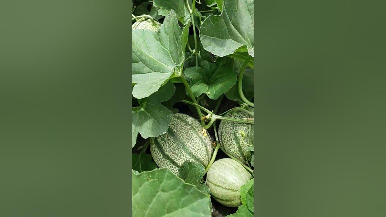 Little melons have grow in the glass greenhouse #greenhouse #melon #farmer #acousticguitar #music