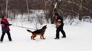 German Shepherd Dog Messi Di Casa Nando training