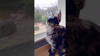 Batcat or catman 🤪🤪 #batcat #catman #batman #cat #laughing  #funny