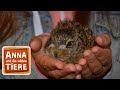 Feldhase und wildkaninchen  reportage fr kinder  anna und die wilden tiere