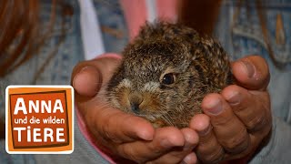 Feldhase und Wildkaninchen | Reportage für Kinder | Anna und die wilden Tiere screenshot 3