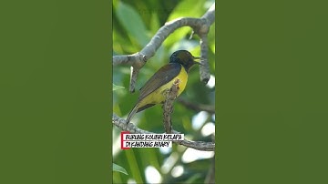 Kolibri kelapa di aviary #burung #birds #kicaumania #kicaumanianusantara #burungkicau #kolibri #bird