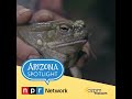 A new book examines the legends surrounding the Sonoran Desert Toad