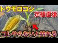 【知らないとヤバい】大きいトウモロコシを採るために必ずやる〇〇作業