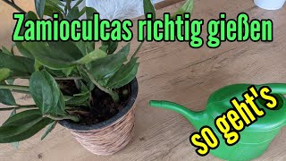 Zamioculcas richtig gießen - Glücksfeder braucht nicht viel wasser - So gießt du richtig