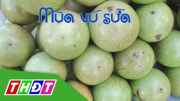 Mùa vú sữa miền Tây | Đặc sản miền sông nước | THDT