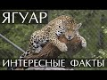 Ягуар - интересные факты