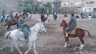 شاهد مرماح مولد سيدى عبد الرحيم القنائى وقيادة الأطفال الفرسان للخيول ( مارس 2021 )