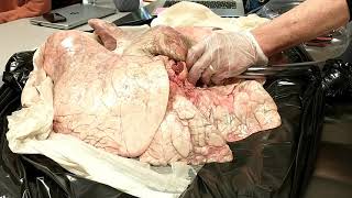 Cow lung inflation with compressed air