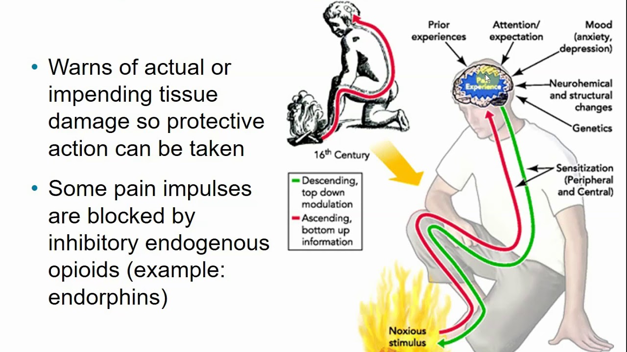 2113 Chapter 13 The Peripheral Nervous System Part A - YouTube