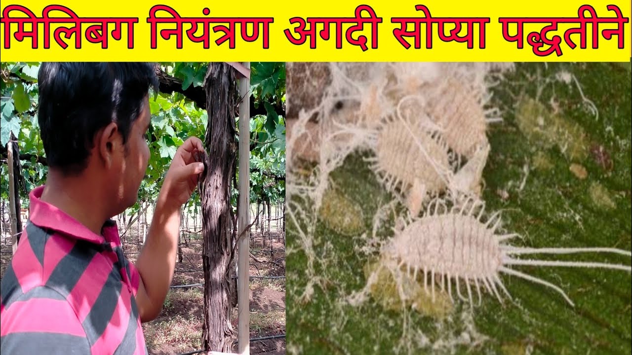 अशा पद्धतीने मिलिबग चे नियंत्रण होणारच | mealybug control | पिठ्या ढेकूण