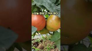 이게 진짜 토마토지.. 자연이 키운 빨간 보석🍅