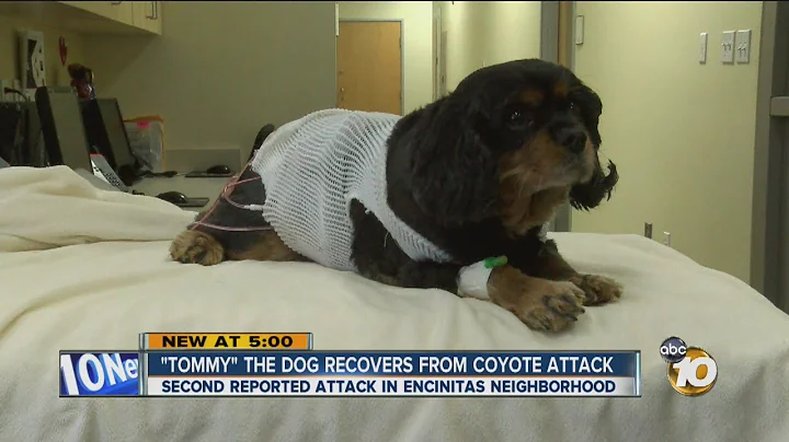 Encinitas family's dog survives coyote attack
