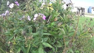 Middle September Butterfly