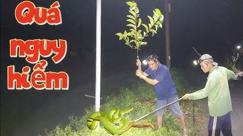 Nguy hiểm quá! Rắn lục đuôi đỏ đã trở lại#HoatimLucbinh