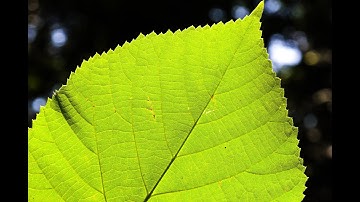The Leaf Margin - Montessori Botany