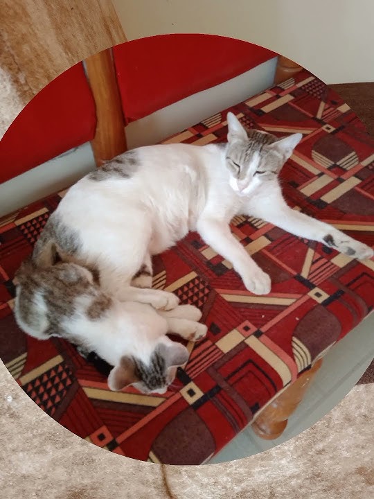 Download lagu micat and little kittens ❤️🥰