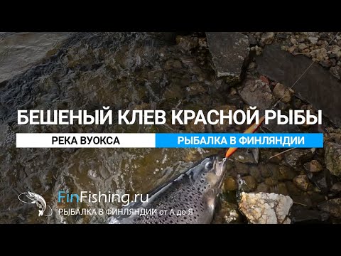 Бешеный клев кумжи в Финляндии! Супер рыбалка на реке Вуокса.