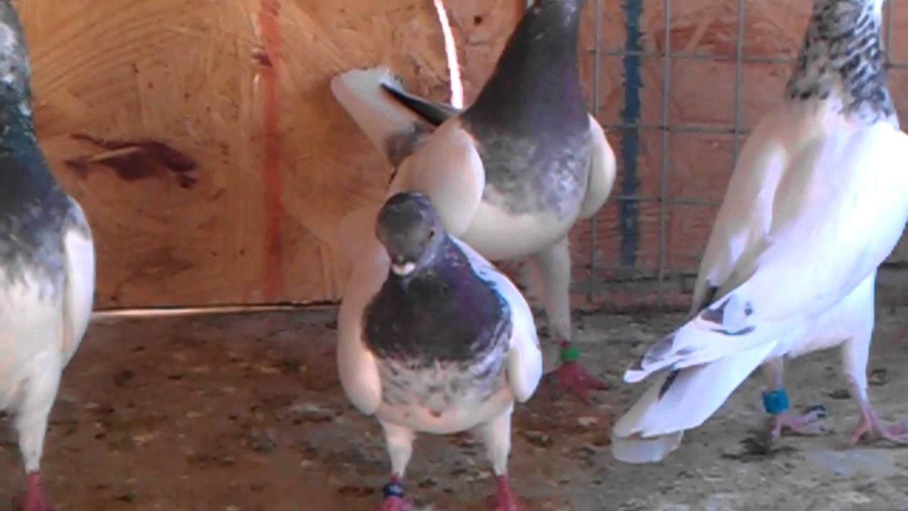 pigeons pertlov highflying budapest usa youtube budapest high flyers pigeons for sale