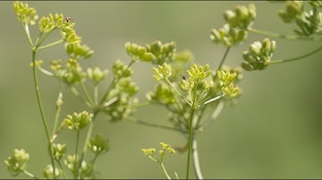 Poison Ivy and Parsnip Identification, Iowa DNR