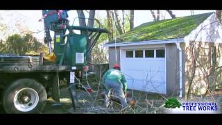 Celebrity Removing A Fallen Dead Austrian Pine Tree On A Garage Profile