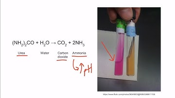 Staphylococcus Epidermidis for the USMLE Step 1