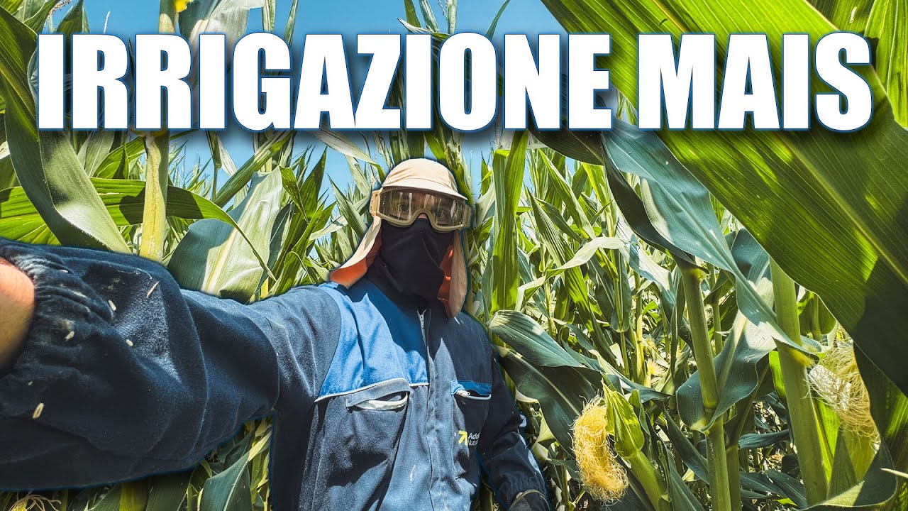 Irrigazione mais 🌽 | 13 ore NO STOP | New Holland T6 175