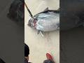 3 Bluefin Tuna ~200lbs Each! Kite Fishing Daylight | Spirit of Adventure 🎣