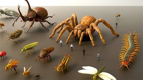 Shocking Bug Size Comparison | When Spiders Become 1000 Times Larger