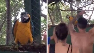 Parrot Starts Dancing At Party