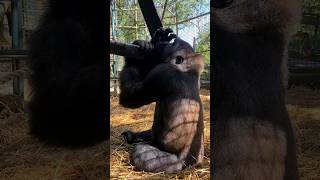 This Teenage Male Is Hanging Out And Enjoying Some Bamboo! #Gorilla #Eating #Asmr #Satisfying