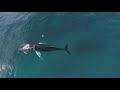 Short Film: Chasing the snot of the whales of Samana (2019)