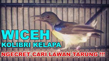 NGECRET CARI LAWAN TARUNG !!! PANCINGAN KOLAP - SUARA BURUNG WICEH JANTAN _KOLIBRI KELAPA GACOR