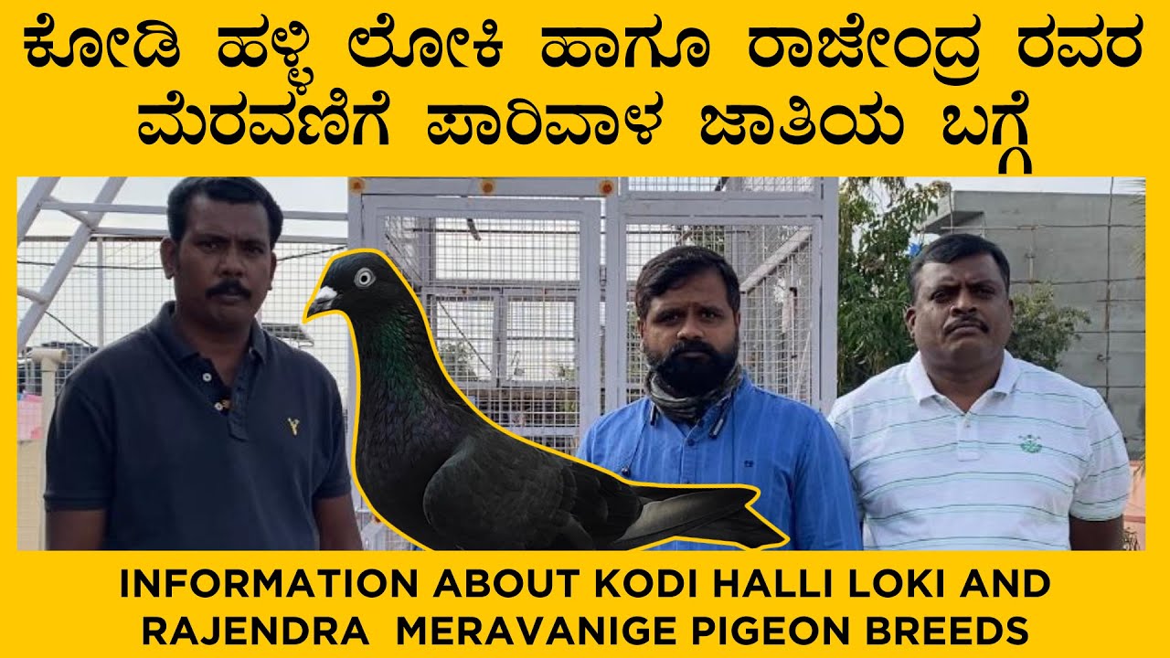 ಕೋಡಿ ಹಳ್ಳಿ ಲೋಕಿ ಹಾಗೂ ರಾಜೇಂದ್ರ ರವರ ಮೆರವಣಿಗೆ ಪಾರಿವಾಳ ಜಾತಿಯ ಬಗ್ಗೆ
