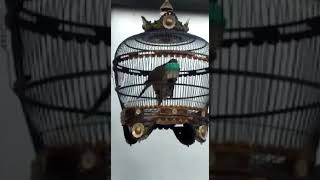 Suara anggunganya bikin hati tenang