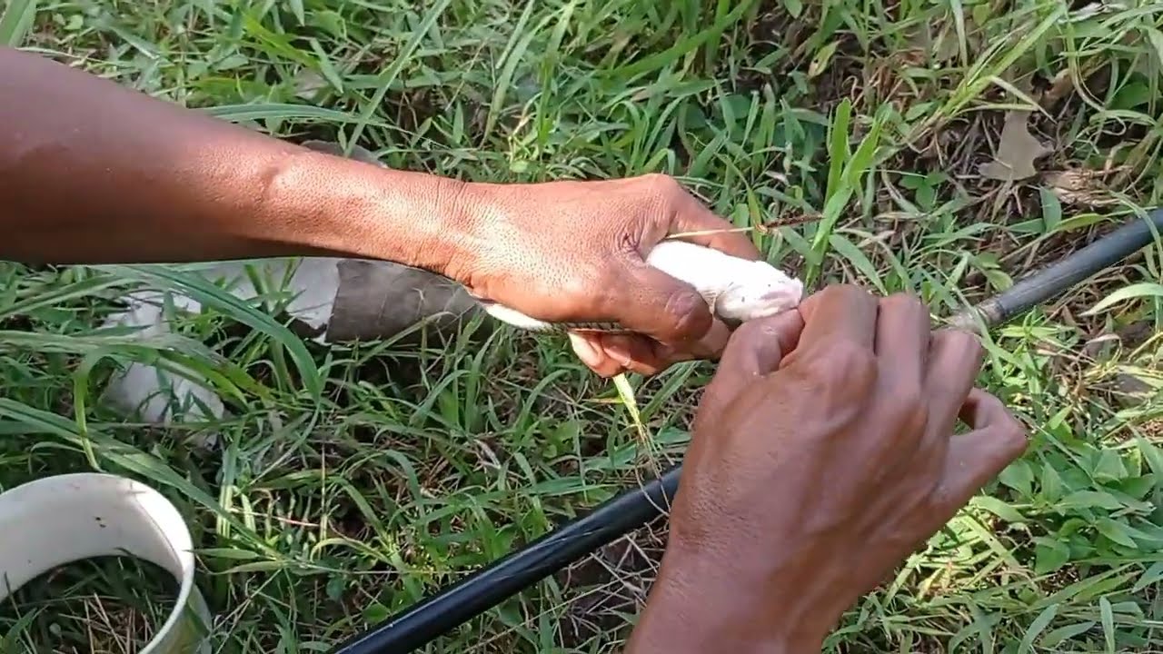 Panen babon tawes di sungai Brantas#mancing #fishing #ikan 